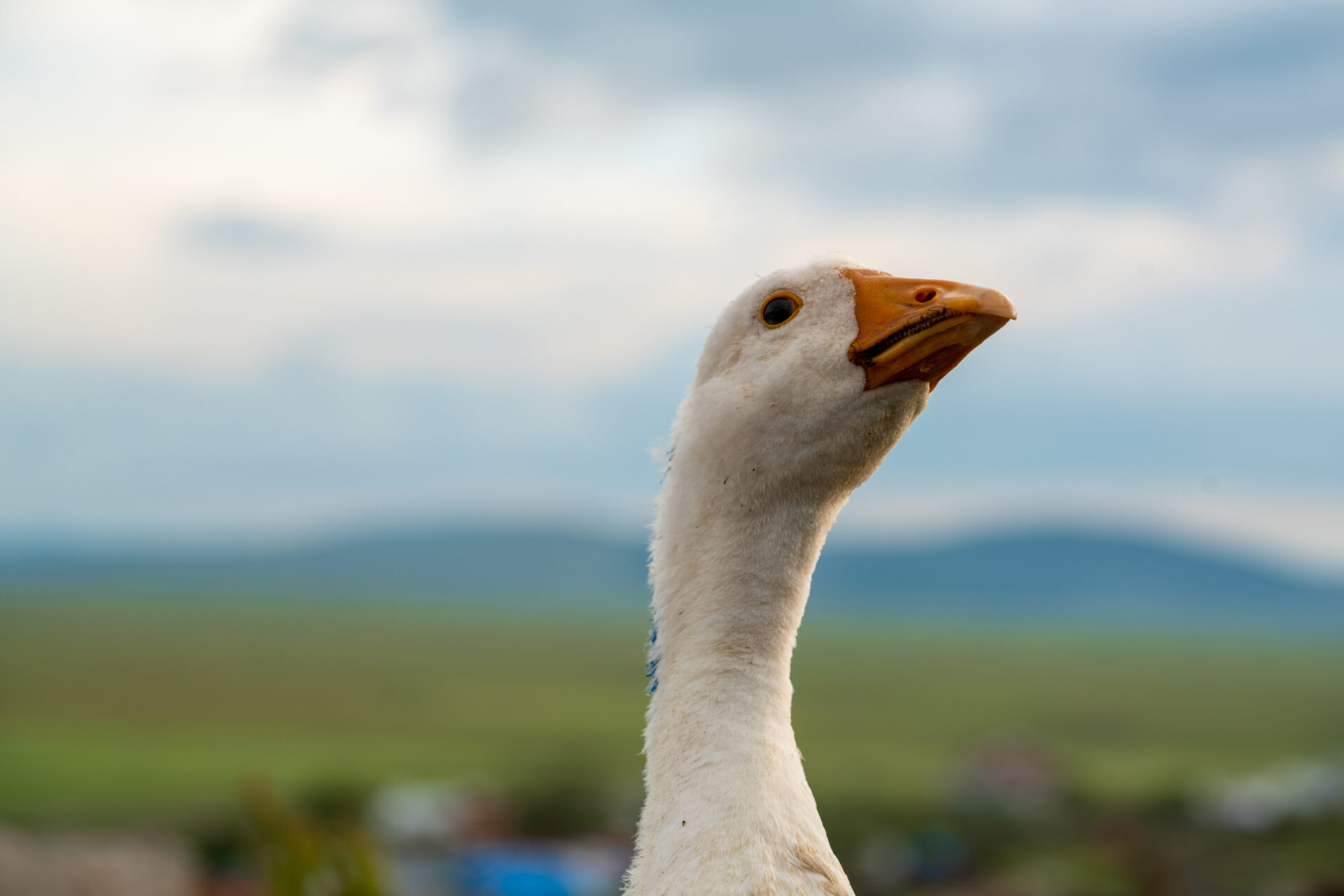 Lire la suite à propos de l’article Lutte contre l’influenza aviaire