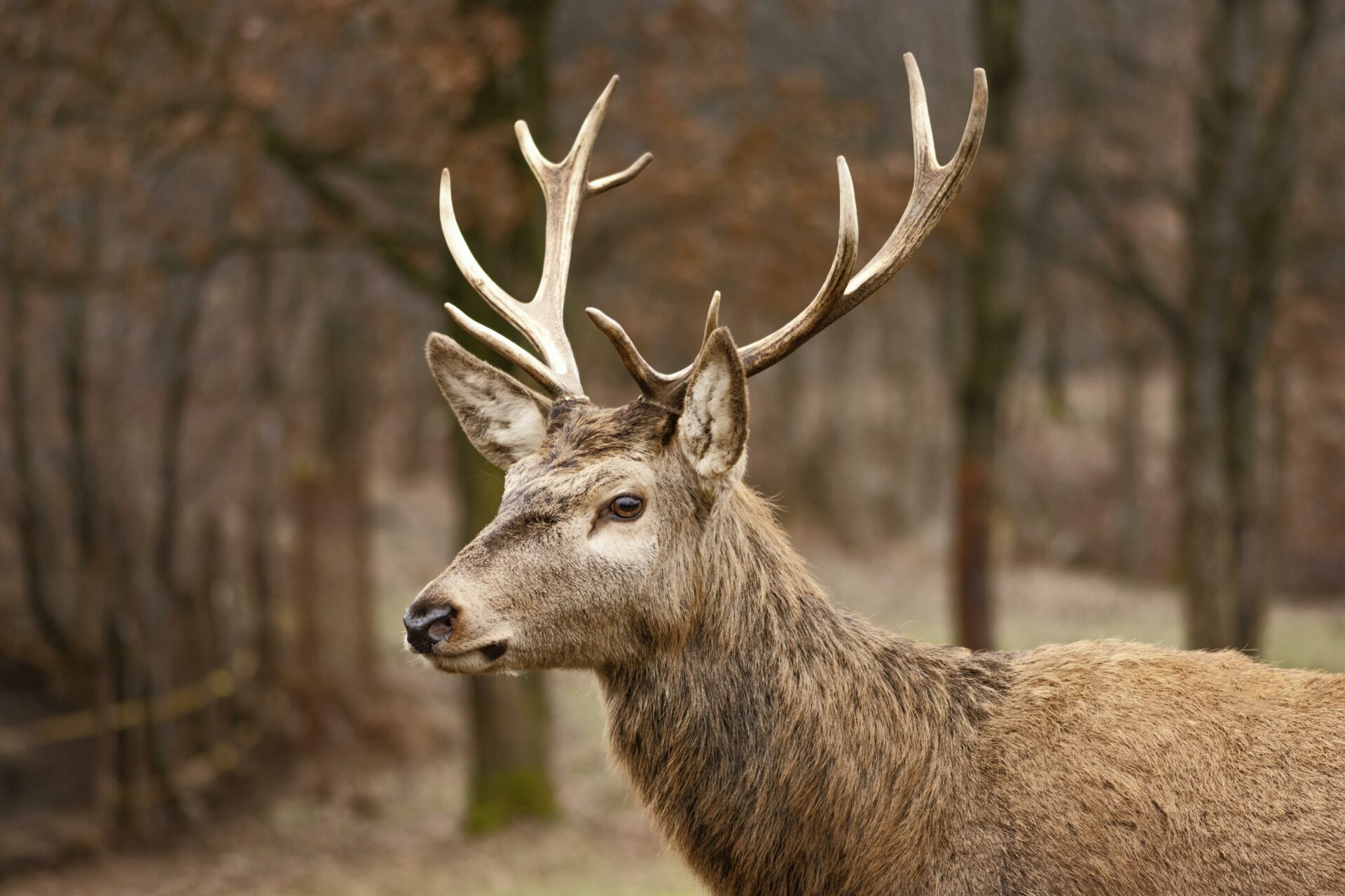 Lire la suite à propos de l’article Campagne de chasse 2024-2025